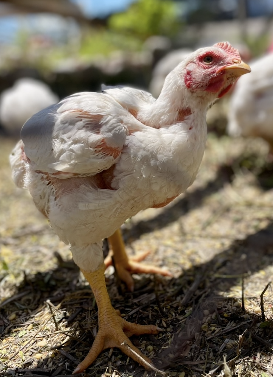 White Cornish Cross broiler chicken showing characteristic broad breast