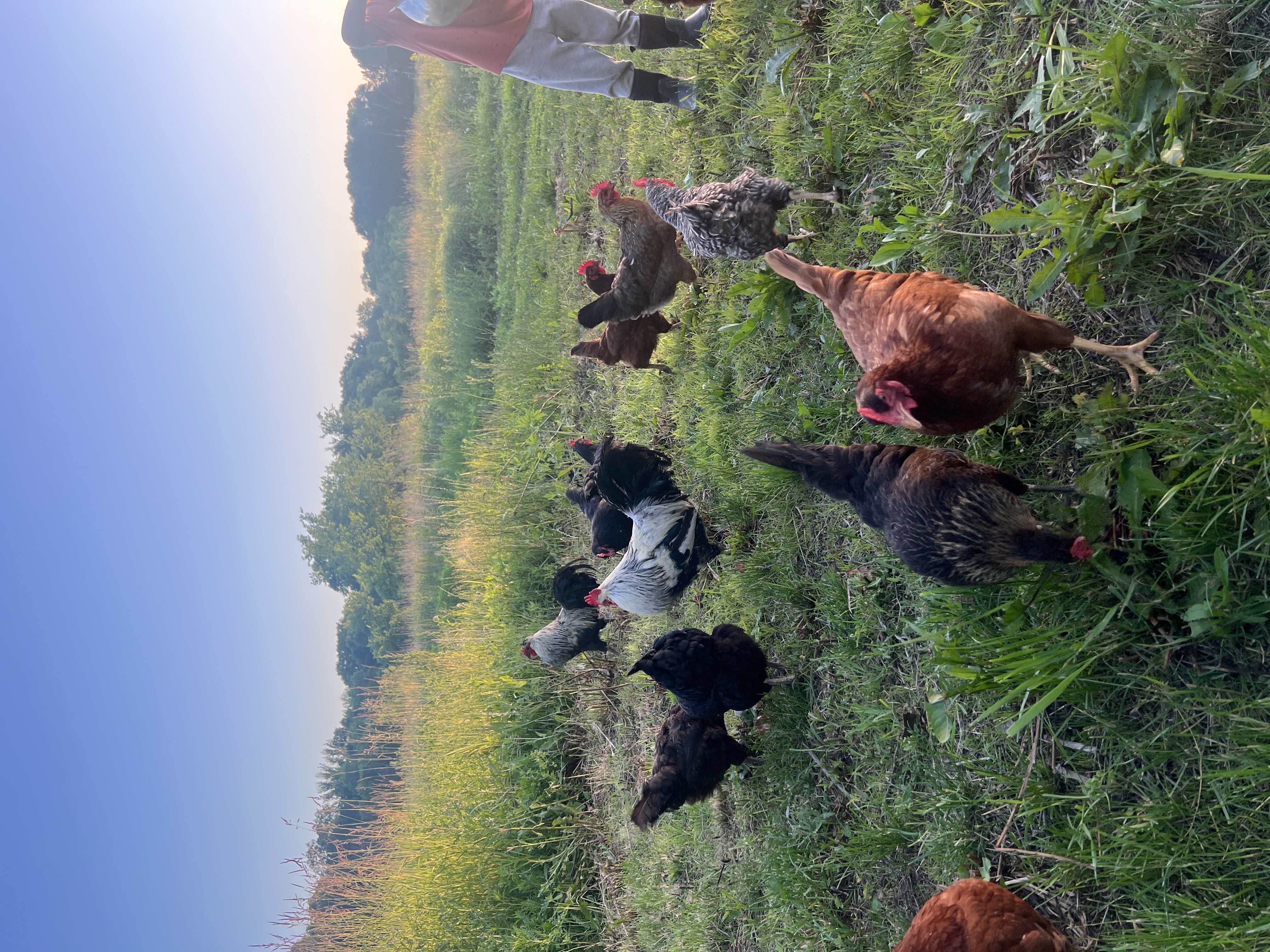 Heritage breed chickens foraging in a pasture